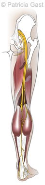 Posterior leg anatomy